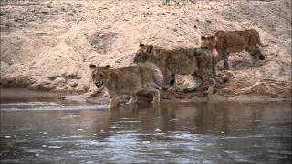 Three lion cubs from MalaMala Game Reserve cross the Sand River while a hungry crocodile lurks [upl. by Attennaej571]