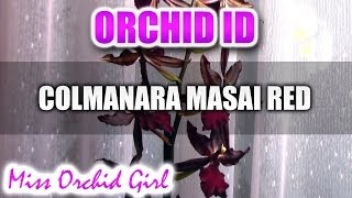 Colmanara Masai Red Orchid  The almost black Orchid [upl. by Dnalrag65]