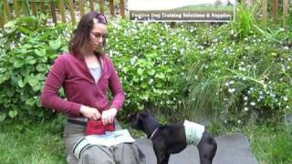 Male Dog Wrap  Belly Band from Pet Expertise Demonstration [upl. by Jacobsohn]