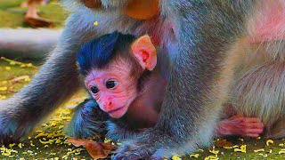 Old Mama Puts Her Infant To Play After Giving Full Milk Baby Start Wonder Something A Round Her [upl. by Eniffit]