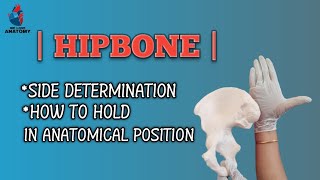 hipbone  side determination  anatomical position  bones of lower limb anatomy [upl. by Katherine]