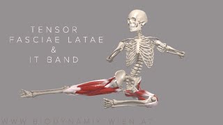 Tensor Fasciae Latae amp IT Band Basics 4k Animation [upl. by Prud]