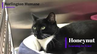 Burlington Humanes Featured Pet Honeynut Learning to Trust [upl. by Essy658]