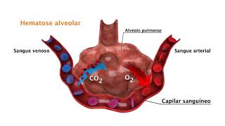 Vídeo F3 Hematose Pulmonar [upl. by Summers847]