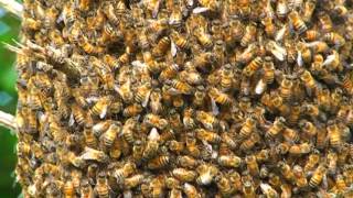 Honey Bee Swarm Behavior Up Close and Personal What does a Honeybee Swarm Look lIke [upl. by Melanie]