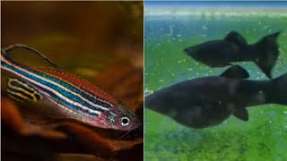 Can Zebra danio and mollies live together can Molly fish and zebra fish share the same aquarium [upl. by Dav448]