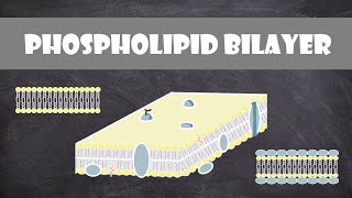 Cell Membrane  Fluid Mosaic Model Phospholipid Bilayer  Cell Biology [upl. by Desdamona]