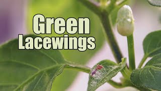 Green Lacewing Eggs Release [upl. by Shinberg]