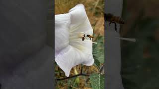 Watch these bees collect POLLEN savethebees beekeeping kingofbees shorts [upl. by Melicent988]