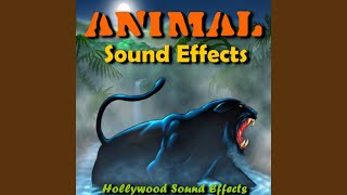 Rooster Sound Effects [upl. by Notnats414]