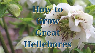 How to Grow Great Hellebores [upl. by Schonfield]