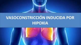 Vasoconstricción inducida por hipoxia [upl. by Josee867]