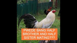 Sabong tips PWEDE BANG HALF BROTHER AND HALF SISTER MATING [upl. by Maxentia]