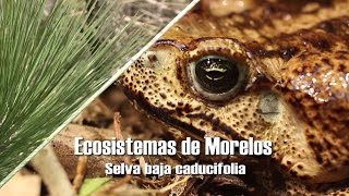 México Biodiverso  Selva Baja Caducifolia Subtítulos inglés [upl. by Merwyn]