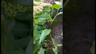 Elephant Hawk Moth Feasting on Epilobium Parviflorum  Natures Marvel [upl. by Ayita]