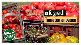 Tomaten erfolgreich anbauen  Tipps Aussäen Vorziehen Anzucht Pikieren Pflanzen Pflegen [upl. by Ronoh]