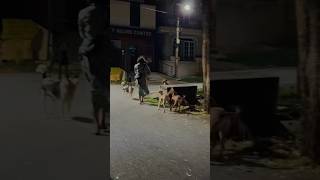 Stray dogs doglover indiandogs puppy savedogs helpdogs [upl. by Mcripley]