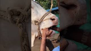 Wah ustad ji wah rooftop farming pets vet animals love earn farm [upl. by Tertius66]