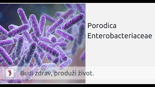 Porodica Enterobacteriaceae [upl. by Aubine413]