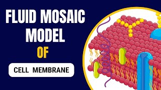 Fluid Mosaic model of Plasma Membrane  Components and Functions [upl. by Aila409]