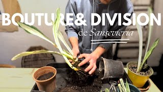 Bouture amp Division de Sansevieria  Comment la multiplier [upl. by Ahsirk]