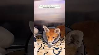 foxstory love foxrescue animals foxlife factsvidieo [upl. by Popper417]