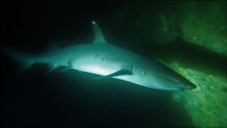 Whitetip Reef Shark in Cavern [upl. by Brabazon]