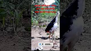 Ruak ruak bird trapwaterhen dahuk bird trap huntingdahuk dhora fadshortvideo [upl. by Hteboj]