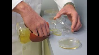 Pouring Nutrient Agar Plates [upl. by Neeluqcaj]