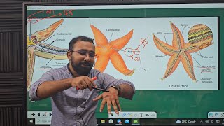 Echinodermata  একাইনোডার্মাটা  প্রাণীর বিভিন্নতা ও শ্রেণিবিন্যাস Zoology Chapter 1 [upl. by Aysab]