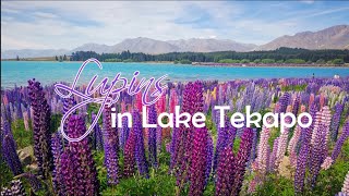 Lupins in Full Bloom in Lake Tekapo ¦ South Island New Zealand [upl. by Garett]