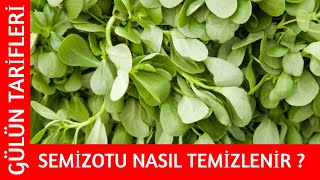 SEMİZOTU NASIL TEMİZLENİR   Gülün Tarifleri [upl. by Aicineohp]