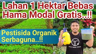 Cara membuat pestisida organik paling kuat Tanaman Bebas Hama Modal Gratis [upl. by Elletse]