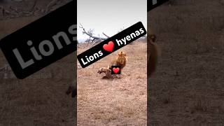 hyenas lions wildlife cute youtubeshorts love shortvideo shorts [upl. by Dlorah]