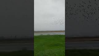 Full day of geese hunting birds subscribe duckhunter [upl. by Amilah]