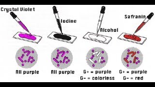 Gram Staining  Amrita University [upl. by Matless]