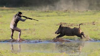 TOP 10 WILD BOAR HUNTING  Best Scenes SEASON 2024  PART 7 [upl. by Jasper317]