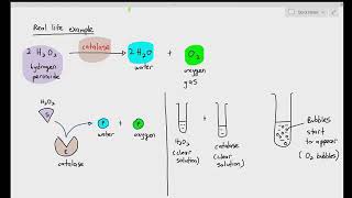 34 Progress of an enzymecatalyzed reaction Cambridge AS A Level Biology 9700 [upl. by Brigette]