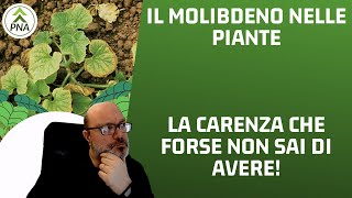 il molibdeno nelle piante carenza e concimazione [upl. by Naeroled609]