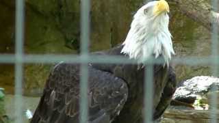 Denver Zoo Bald Eagle Flapping Wings [upl. by Mcgaw]