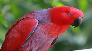 The ECLECTUS PARROT  mini DOCUMENTARY [upl. by Romine585]