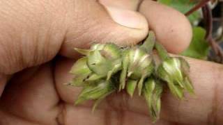 Morning Glory Vine Seed Collecting [upl. by Esbenshade245]