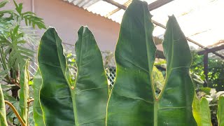 Repotting my huge Philodendron Billietiae…tips to grow massive leaves [upl. by Bradly996]