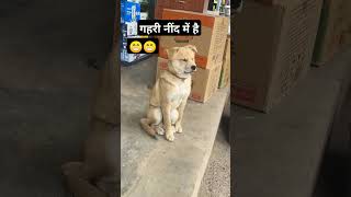 गहरी नींद में 😁😁😍shortvideo doglover dodgers shortcomedyvideo [upl. by Allmon710]