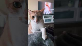 Needy cat chews on remote 🤣🤣😂 funny cute cat shorts [upl. by Jessi]