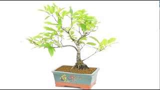 Sweet Chestnut Bonsai Tree Castanea Sativa [upl. by Neelahs]