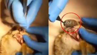 Huge Botfly Removal From Poor Kittens Nose [upl. by Drofhsa]