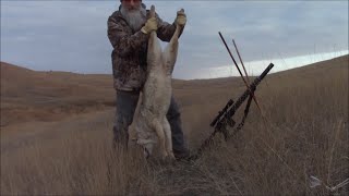 Calling Coyotes 22 ARC With the 62gr ELD VT [upl. by Etireugram]