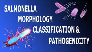 Salmonella Morphology Classification amp Pathogenicity Part 1 [upl. by Shreve786]