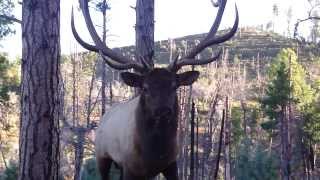 Bugling Arizona Elk at 2 Yards with JayScottOutdoorscom [upl. by Tacklind]